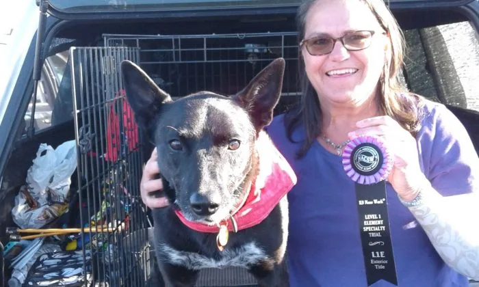 Peg and Mac
                Karen and Tilly
                Frankie-exterior search    Photo by Maria Bivens
                Ziggy-School Demo
                Fifi finding the hide on a vehicle
                Judge Cindy and CO Jennie
                APDS Labor Day Practice
                Photo by Maria Bivens
                A competitor enjoying a puppuccino
                Photo by Maria Bivens
                Food Bank Delivery 2019
                Photo by 
                APDS Christmas Party
                Yum! Puppacinos!
                Luana and Frankie
                Agile Paws volunteers
                
                
                Spay and Neuter Clinic
                Luana and Twist
                
                Riley and Laura earning their NW1
                APDS at the Garden Grove  L1I 
                Dr Who searching in a workshop-Photo by Maria Bivens
                Ziggy NW3-Elite
                Gracie finding odor
                Veronica at an APDS practice
                Photo by 
                Some volunteers at an APDS trial
                Frisco
                Daisy at source at an APDS practice
                Jami-Thera Paws
                APDS volunteers at March trial
                
                
                APDS students w/ribbons at SLO NW1 trial
                
                Read Across America 2019
                Cameron working a vehicle hide
                Brooklyn-School Demo
                Score Room Volunteers
Photo by Maria Bivens
                Marjorie and Peg, at the APDS EST
                Dog Pool party at the park
                Mac, photo by 
                Photo by: 
                Daisy & Jessica at Woodland Hills EST
                Photo by 
                
                Jessica and Tivoli
                Special Education Demo
                Gracie loves to search!
                Marcella and Annick   Photo by Maria Bivens
                
                Ziggy on a nose work road trip
                Bloomington, ORT
                Catch in Henderson NV
                Nick-School Demo
                Daisy-Special Education Demo
                Marjorie accepting the Harry Award
                Brooklyn-Doggie Poolooza
                Nick and Ziggy in Nevada City
                Kodi, photo by 
                Daisy in the oranges
                Marley-container search           Photo by Maria Bivens
                Lucy at source in class
                Rosie
                Photo by 
                Love the cookies!
                Dog Pool party at the park
                Photo by: 
                
                Photo by Maria Bivens
                
                
                Peg-our hospitality queen
                Photo by 
                Returning from a successful search.
                
                Photo by 
                I love the Welcome Waggin'!
                Read Across America
                Photo by: