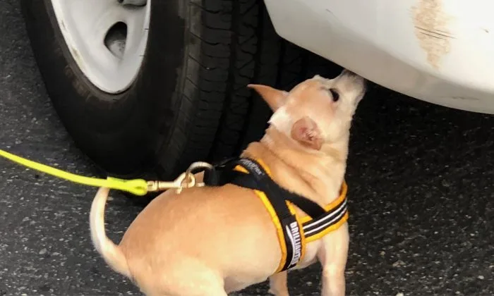 Fifi finding the hide on a vehicle