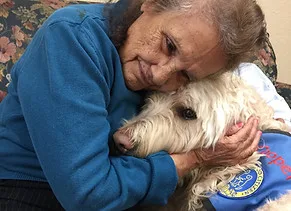 Therapy dog