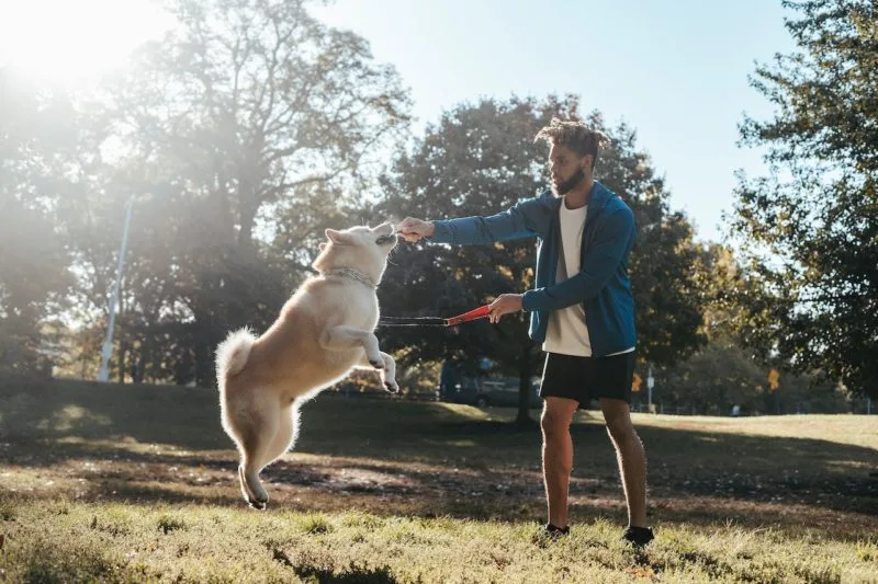 Dawgz & Stripes — dog training in Riverside, CA