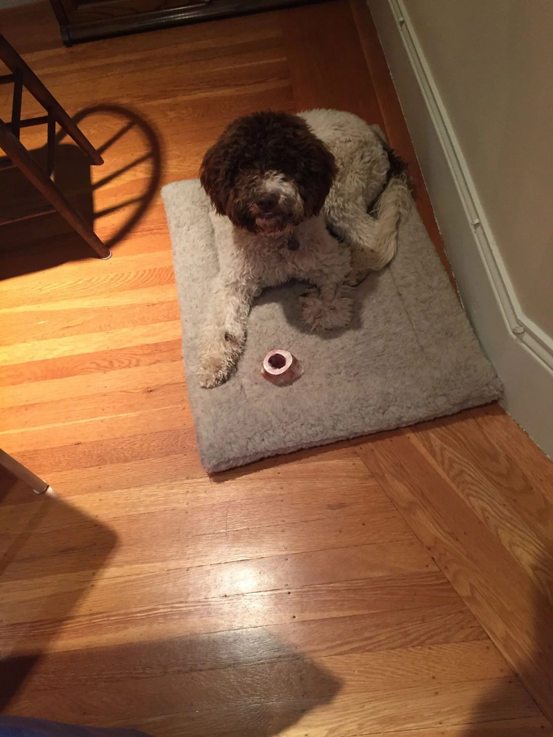 A brown and white dog lying on a gray mat with a toy on wooden floor.