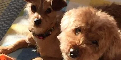 Two small dogs lying closely together on a blanket.