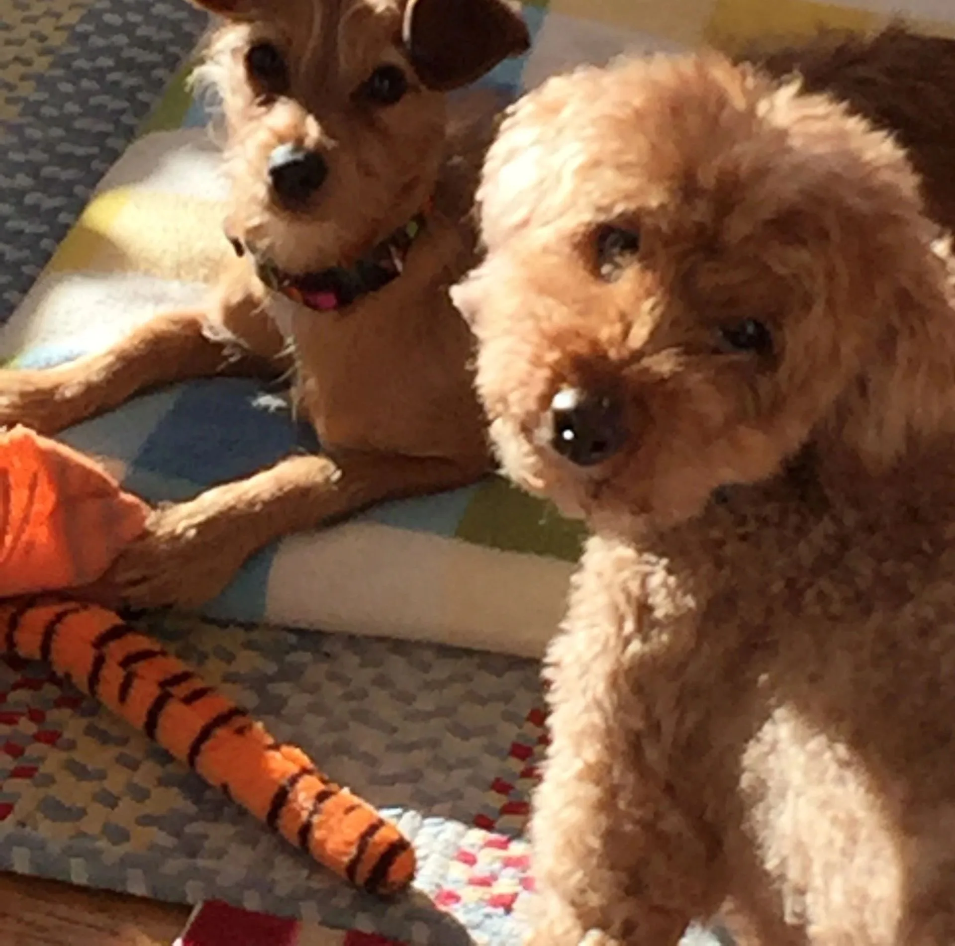 Two small dogs lying closely together on a blanket.
