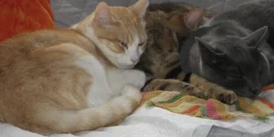 Three cats cuddled together resting on a blanket.