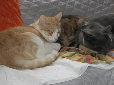 Three cats cuddled together resting on a blanket.
