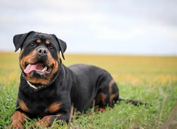 Large Dog Package				
				
				
				
							
			
		
						
				
				
				
					$ 0.00				
				
				
				
					This package includes a leash, training collar, and assorted treats				
				
				
				
							
			
		
						
				
				
				
									
					
						
									Buy now