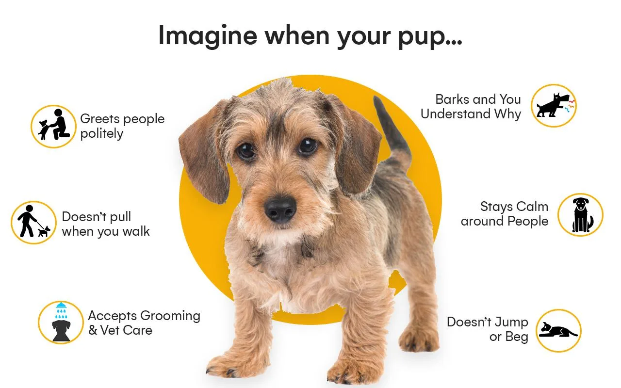 GET PAWSITIVE RESULTS
GO MORE PLACES. ENJOY MORE ACTIVITIES.HAVE MORE FREEDOM. 
Imagine having your well-behaved, social, and obedient pup by your side as you accomplish all the things you’ve always wanted.