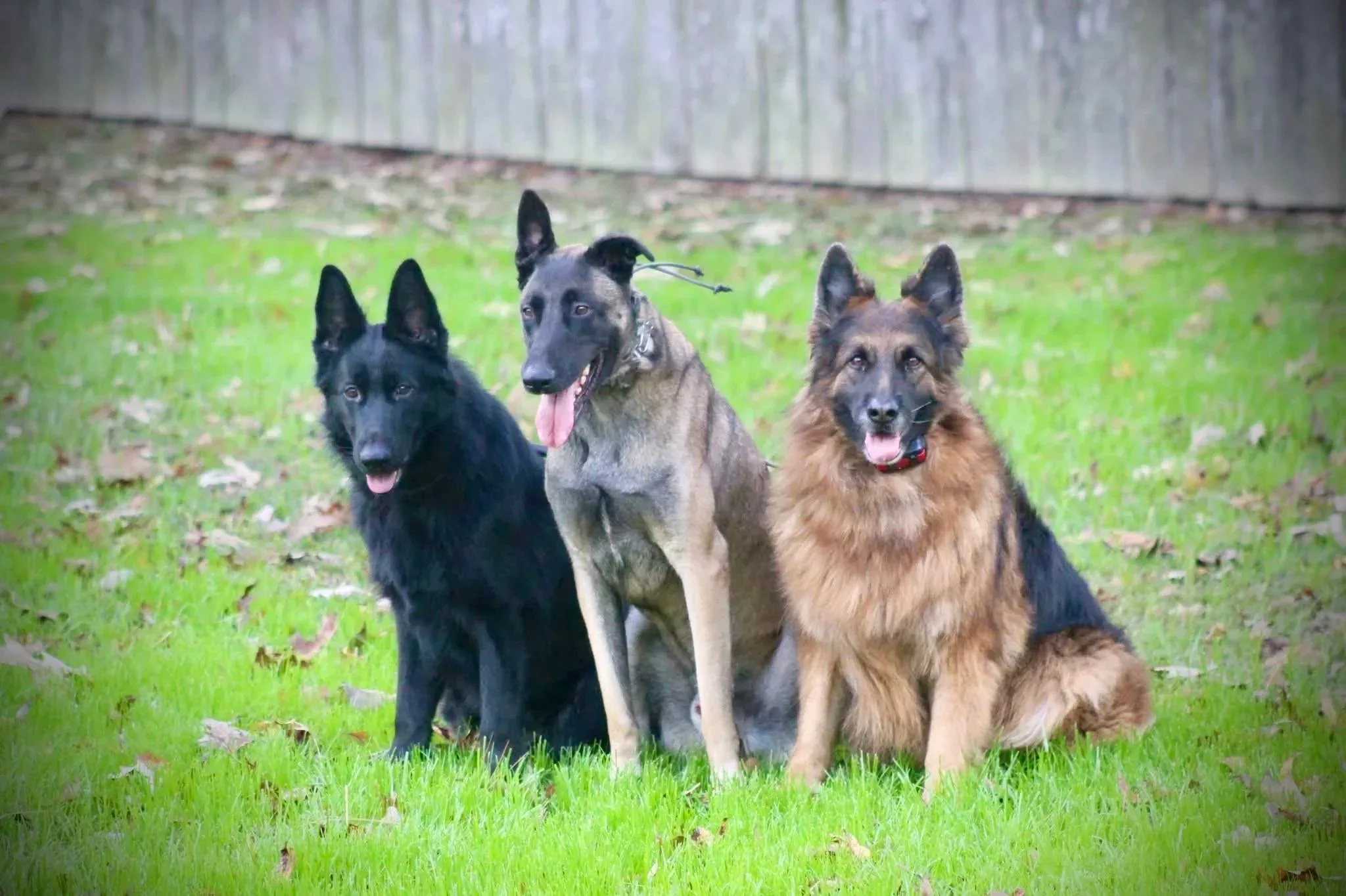 Your Greater Houston


  


  
  K9 Specialists