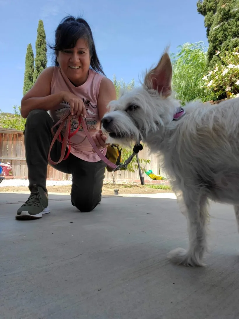 About
Animal Behavior college
Understanding behavior and motives
Philosophy
Training Methods 


						AKC EVALUATOR					
Professional Certification Since 2015 Animal Behavior College Certified, AKC Evaluator, Member of APDT, CEU seminars Sue Sternberg, Micheal Shirkahio-GDA Trish McMillian, Turid Rugas,Grishra Stweart-webinars. 
																														


											


						Fur Pack					


											


						Roxy Terrier Breed					
Trainers dog  December 11, 2002 To  July 3, 2020


						Fred Schnauzer					
Trainers Dog January 26, 2010 Diabetic dog (Diagnosed 6/19/19) Blind/Cataracts (since 3/2021)
Testimonials

										
									
								“  ”
									Kona
									Golden Doodle
								“ “Steffi is the best. I’ve tried other trainers in the past and find her approach and skill set to be far and above.  Understands the dogs and their owners. She is patient with both and her training methods are easy for owners to follow and practice at home. Highly recommend Steffi for dog training needs!” ”
									Sally Currier
								“ “Steffie has amazing patience to work with us owners and our 4 legged family members. We came to her with an energetic territorial puppy and she has trained us and given us the tools to work with him. We now have a well behaved 2 year old Lab/Pit Mix we can take out in public without fear of him acting out.” ”
									Ray Amesqua JR.
								“  ”
Training packages


								Board and Train
					

								Private Lessons
					

								Group Classes
					

Training Services


								AKC Prep
					

								Obedience
					

								Puppy training
					

								Socialization
					

								Behavioral Mod
					

								Reactivity/Fear/Aggression (7)