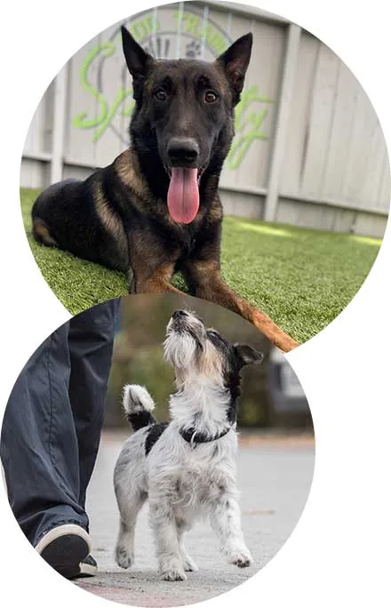 Specialty Dog Training — dog training in Oceanside, CA