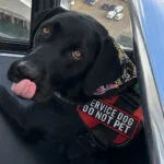 Specialty Dog Training — dog training in Oceanside, CA (2)