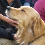 Specialty Dog Training — dog training in Oceanside, CA (3)