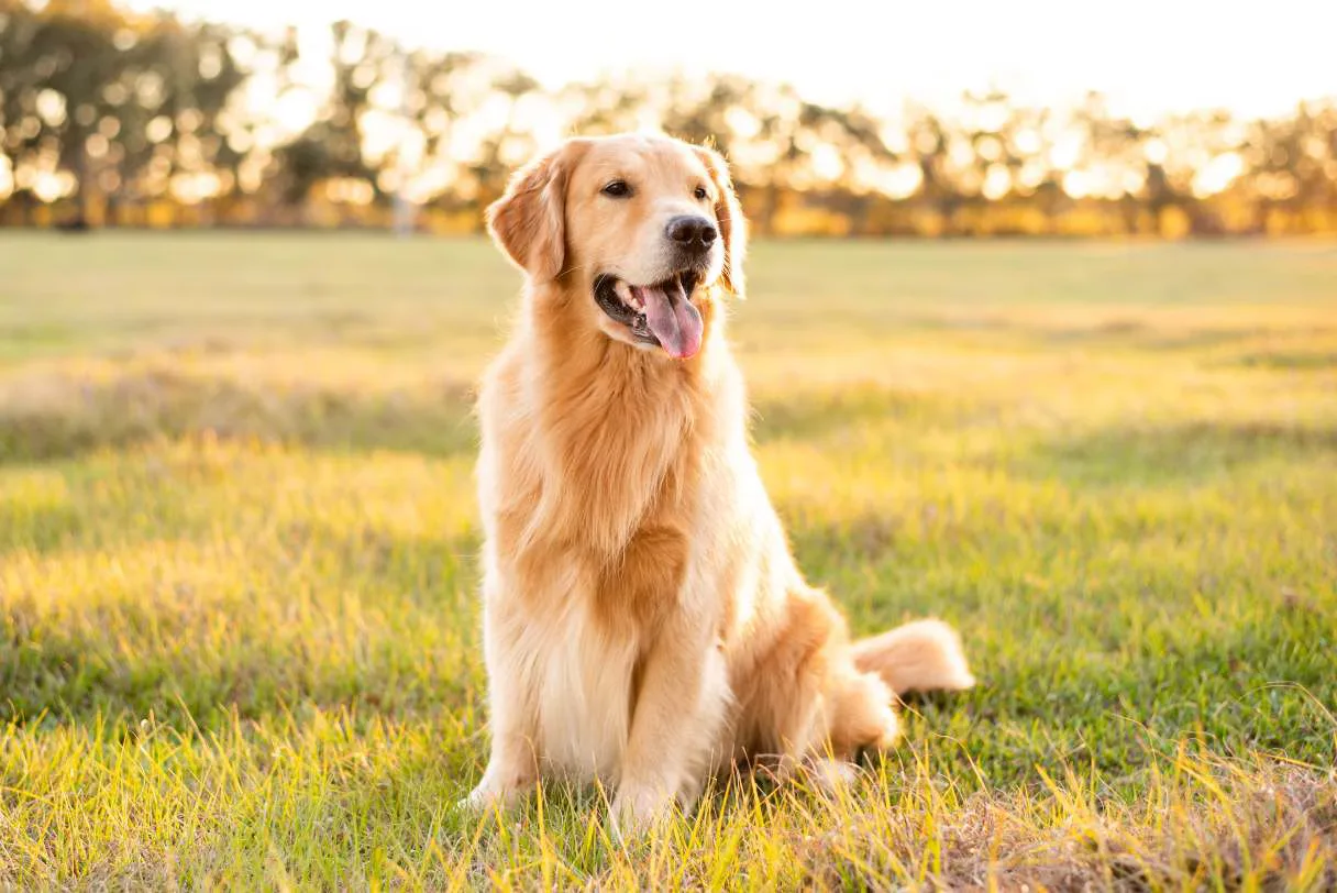 Obedience Training
Puppy Training
Reviews
Contact Us
			
					
					
					
				Obedience Training
Puppy Training
Reviews
Contact Us (4)