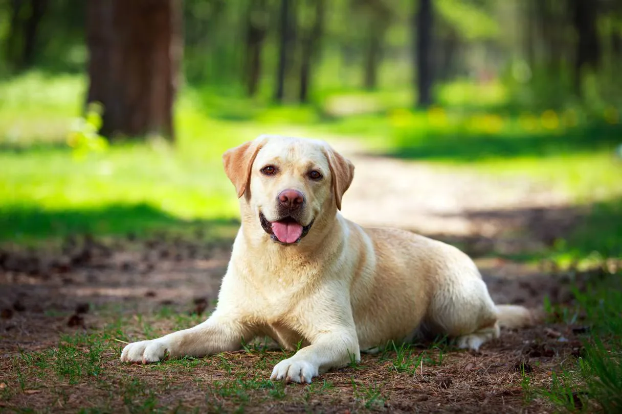 Obedience Training
Puppy Training
Reviews
Contact Us
			
					
					
					
				Obedience Training
Puppy Training
Reviews
Contact Us (5)