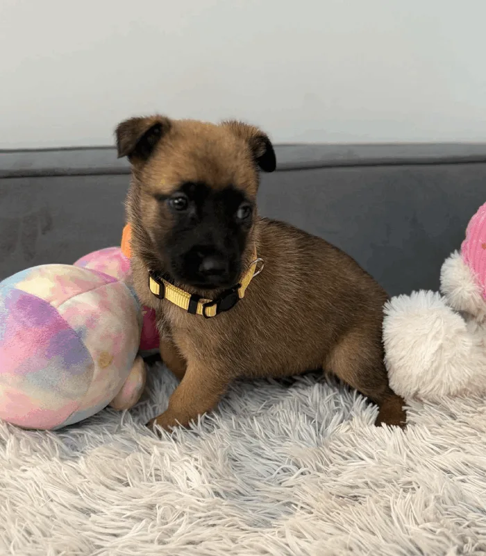 Belgian Malinois Breeding				
				
										
						
									Learn More