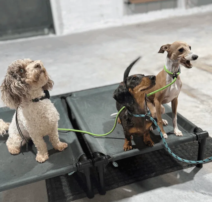 Obedience Training				
				
										
						
									Learn More