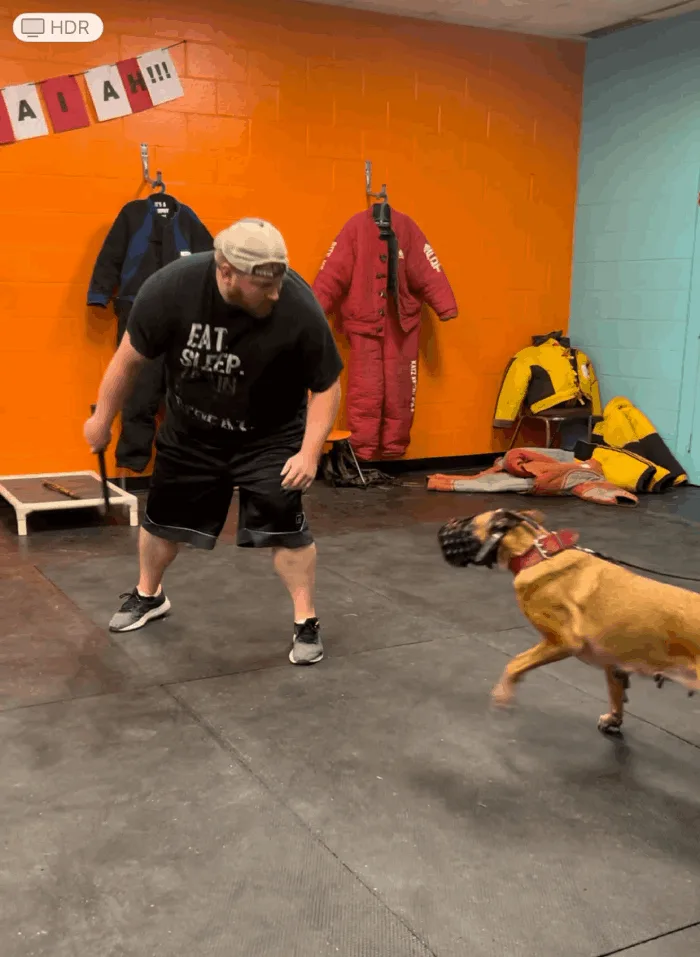personal protection dog training program