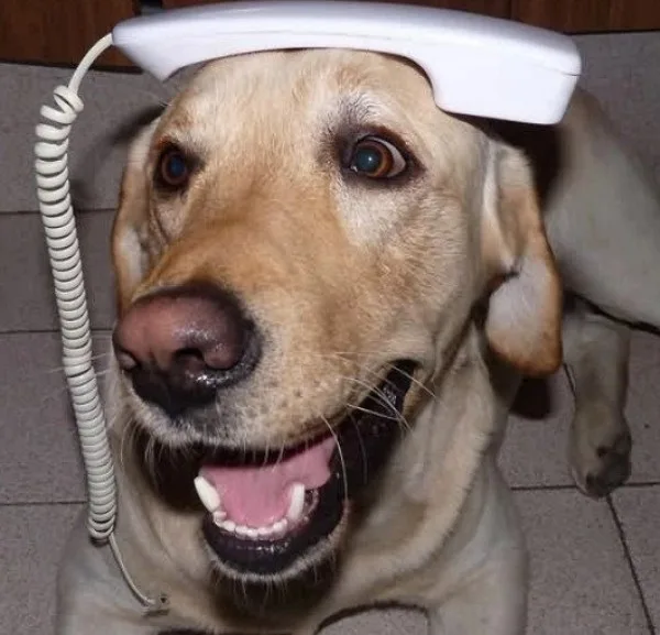 Got Canine Training — dog training in Oxnard, CA (3)