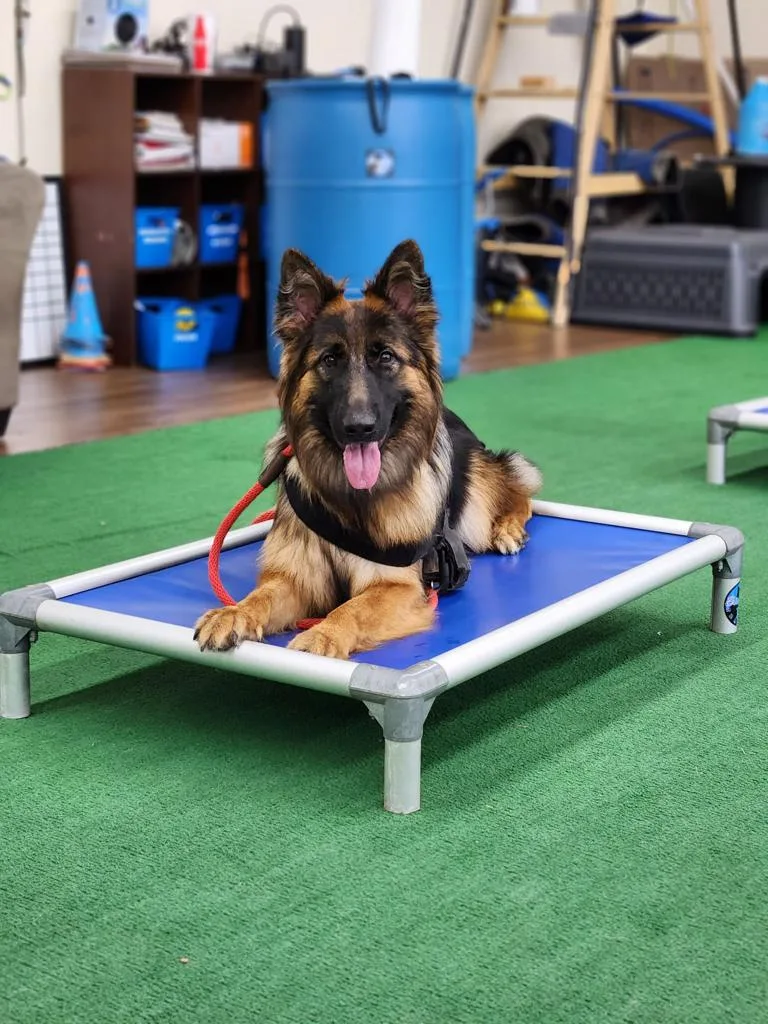 Additional Training Options  Board & Train Programs Intensive, immersive training programs where dogs stay with us to build obedience, structure, and reliable real-world behavior.
    Learn More /dog-training     Day Train & Private Training Customized training options for dogs who remain at home, including daytime training and owner-guided sessions focused on obedience and behavior improvement.
    Learn More /pet-training