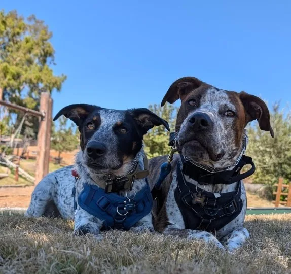Dog Training Professional dog training focused on obedience, structure, and behavior modification.

Every program is customized to your dog and designed to work in real-life situations — at home and in public.