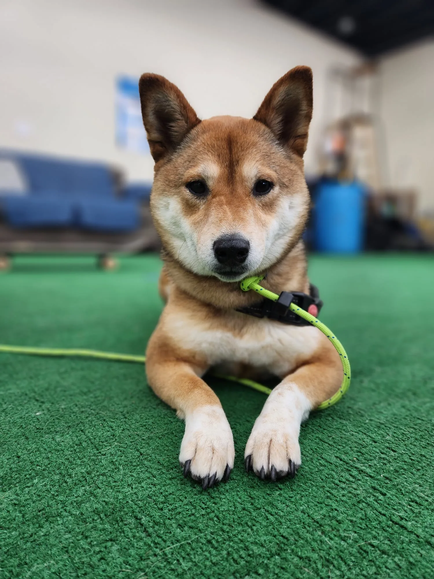 We Also Specialize In...  Behavioral & Obedience Dog Training Structured obedience and behavior training designed to create reliable results at home and in real-world environments. Each program is tailored to your dog’s behavior and your goals, with clear guidance for owners to maintain progress long-term.
    Learn More /obedience-training