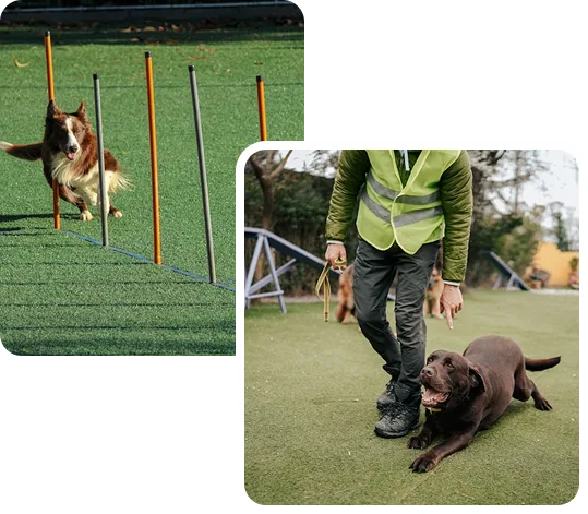 Dogs Training