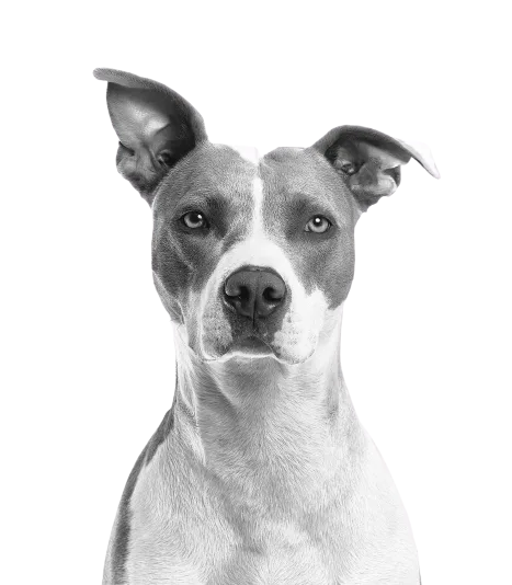 A dog with large ears and a nose.
