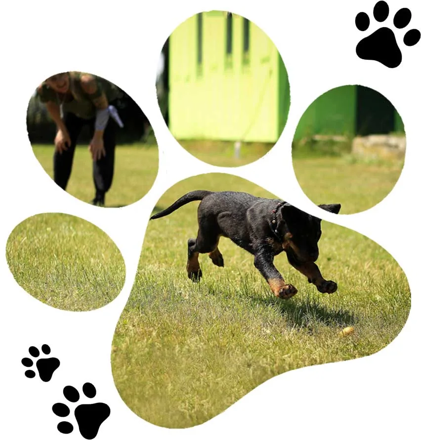 A dog running in the grass with his paw prints.