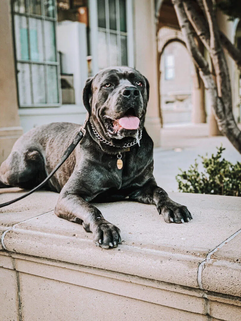 A black dog sitting on top of steps.