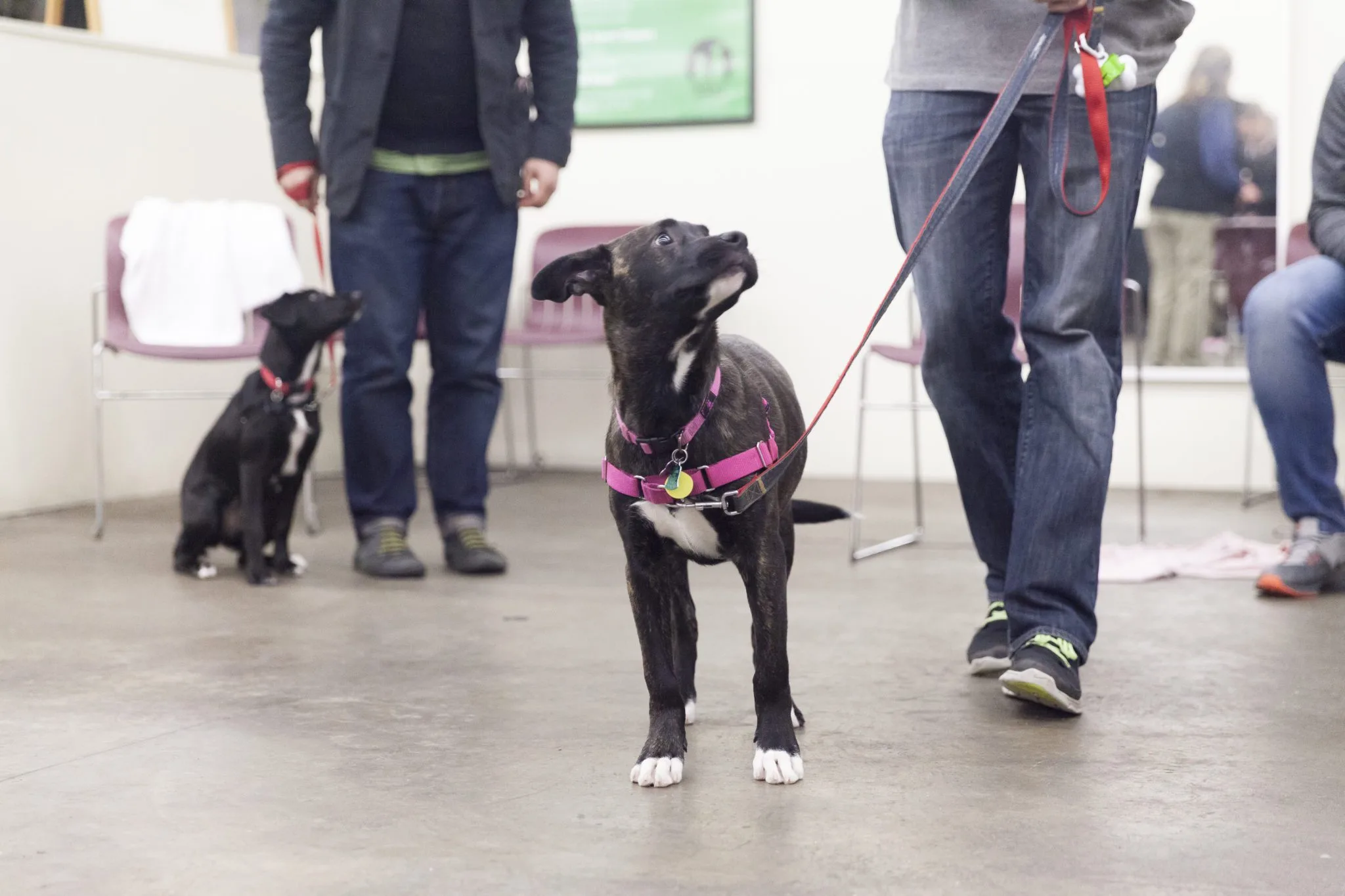Train the Bay — dog training in Berkeley, CA
