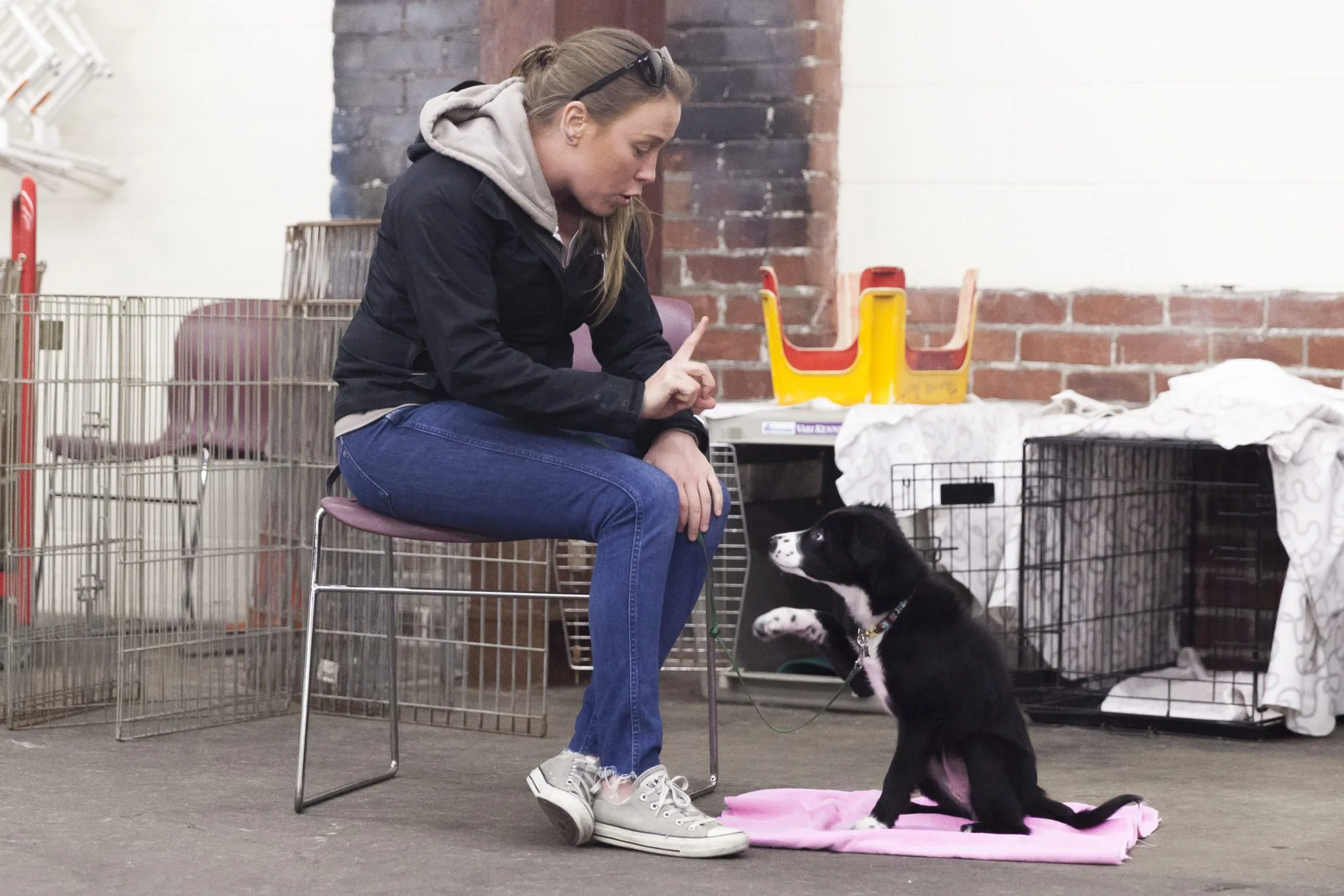 Train the Bay — dog training in Berkeley, CA (2)