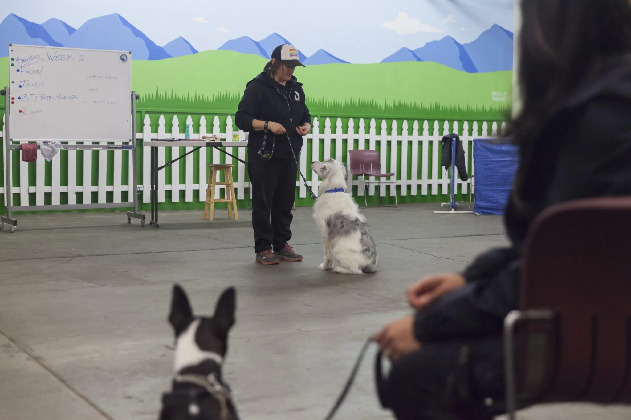 Train the Bay — dog training in Berkeley, CA (3)