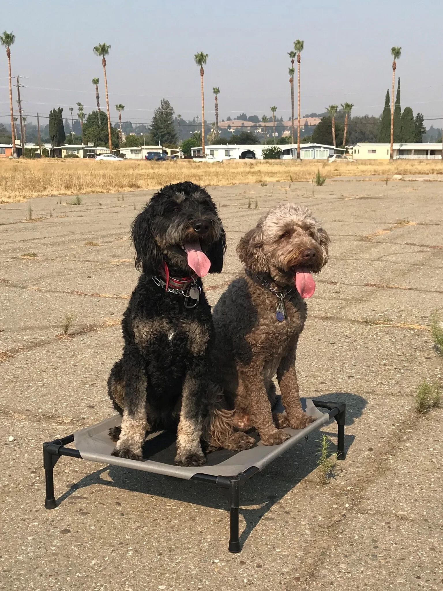 Molly and Moose