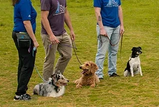 The Dog Wizard — dog training in Oceanside, CA (3)