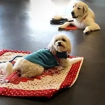 California Canine Dog Training — dog training in Pacific Grove, CA (3)