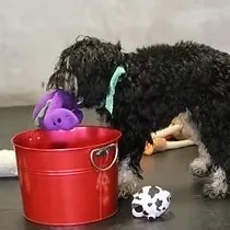 California Canine Dog Training — dog training in Pacific Grove, CA (4)