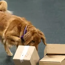 California Canine Dog Training — dog training in Pacific Grove, CA (5)