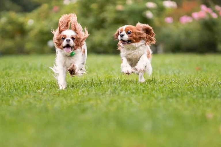 Two dog's playing. Why Are My Dog’s Hackles Up?