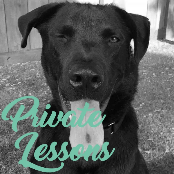 Canine Mindset
												Helping people gain a deeper understand their canine companions
									
			Home
About Us
Private Lessons
Rescue Partnership
Group Classes
Training Programs
Contact Us

			

			
				
			
			
		
		
	
	

	
		
			
				
					
						Home
About Us
Private Lessons
Rescue Partnership
Group Classes
Training Programs
Contact Us