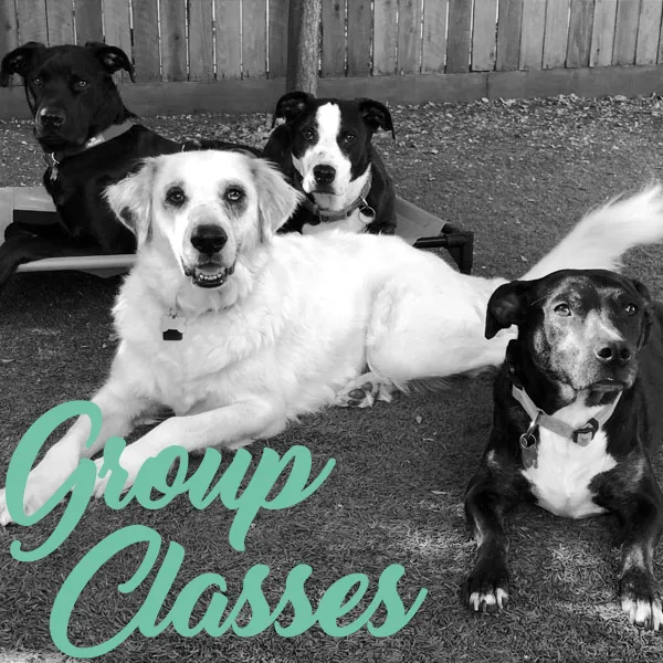 Canine Mindset
												Helping people gain a deeper understand their canine companions
									
			Home
About Us
Private Lessons
Rescue Partnership
Group Classes
Training Programs
Contact Us

			

			
				
			
			
		
		
	
	

	
		
			
				
					
						Home
About Us
Private Lessons
Rescue Partnership
Group Classes
Training Programs
Contact Us