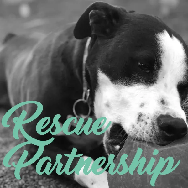 Canine Mindset
												Helping people gain a deeper understand their canine companions
									
			Home
About Us
Private Lessons
Rescue Partnership
Group Classes
Training Programs
Contact Us

			

			
				
			
			
		
		
	
	

	
		
			
				
					
						Home
About Us
Private Lessons
Rescue Partnership
Group Classes
Training Programs
Contact Us