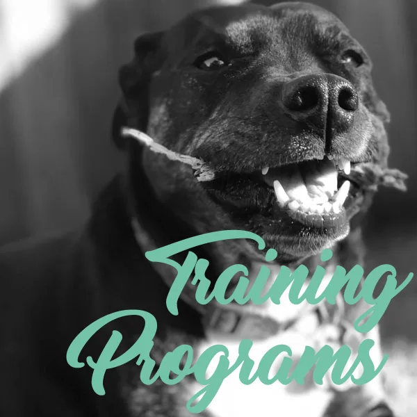 Canine Mindset
												Helping people gain a deeper understand their canine companions
									
			Home
About Us
Private Lessons
Rescue Partnership
Group Classes
Training Programs
Contact Us

			

			
				
			
			
		
		
	
	

	
		
			
				
					
						Home
About Us
Private Lessons
Rescue Partnership
Group Classes
Training Programs
Contact Us