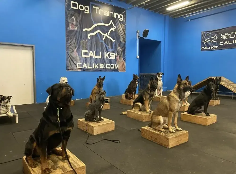 Cali K9 Los Angeles Dog Training — dog training in North Hollywood, CA (3)