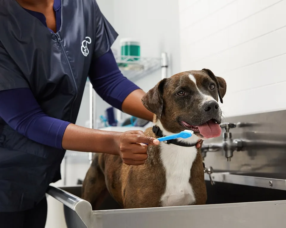 Petco Dog Grooming | Columbia