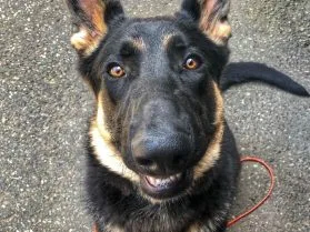 Board and Train
				
				
				
				
									We specialize in Board and Train programs for basic and advanced obedience.								
				
				
				
									
					
						
									Learn More