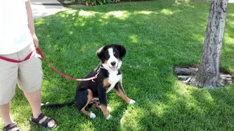 From our happy dogs to yours!

​Submit your photos to We're waiting to hear from you!  ​(559) 470-4325


 Play Pause  








2014© happydogbasics.com. All rights reserved.