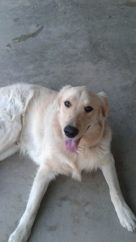 From our happy dogs to yours!

​Submit your photos to We're waiting to hear from you!  ​(559) 470-4325


 Play Pause  








2014© happydogbasics.com. All rights reserved.