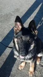 From our happy dogs to yours!

​Submit your photos to We're waiting to hear from you!  ​(559) 470-4325


 Play Pause  








2014© happydogbasics.com. All rights reserved.