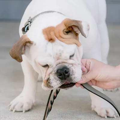 Proven Expertise
You’ll learn techniques used by advanced animal trainers worldwide, and we’re fully endorsed by both the Association of Professional Dog Trainers and the Certification Council of Pet Dog Trainers.