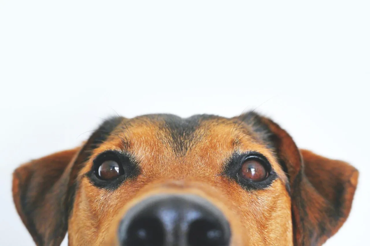 What do our dog training classes cover?
			
				
				
				
				
				

Basic obedience and commands


Behavior problem-solving techniques


Household and public good manners


Preventative health care


And much more…


			
				See Our Classes